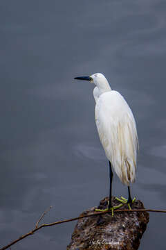 Image of Little Egret