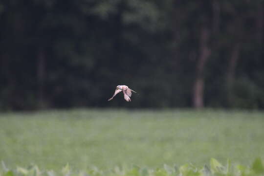 Image of Scissor-tailed Flycatcher