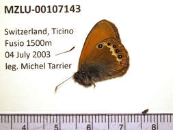 Image of Coenonympha gardetta