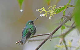 Image of Emerald-bellied Puffleg