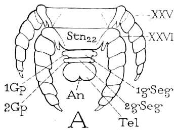 Image of Scolopendrinae Leach 1814