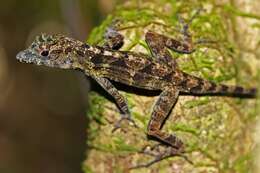 Image of Bueycito Anole