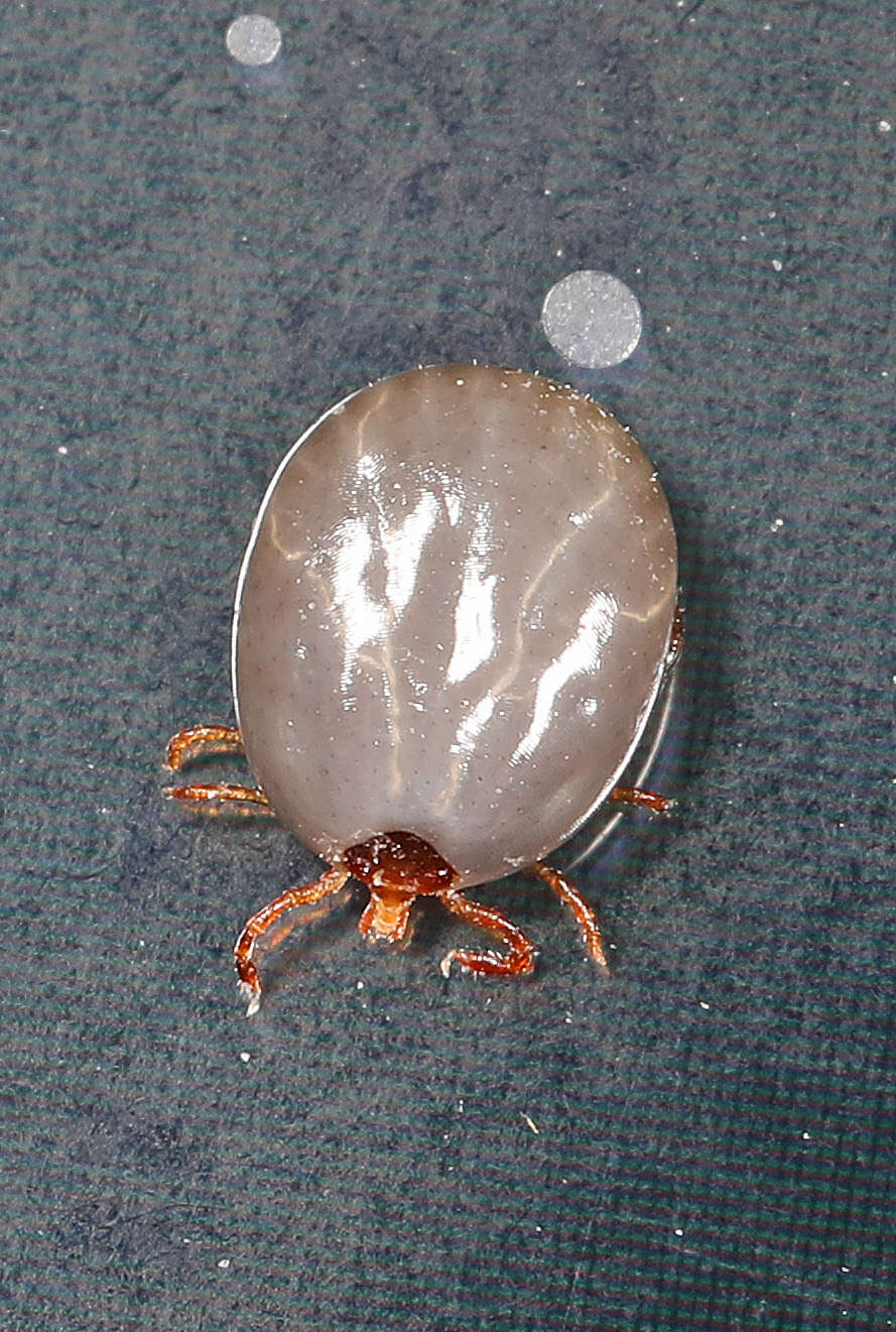 Image of Lone Star Tick