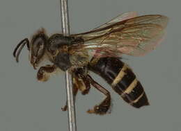 Image of black dwarf honey bee