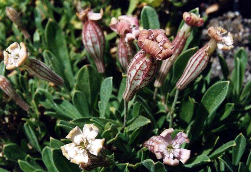 Слика од Silene vallesia L.