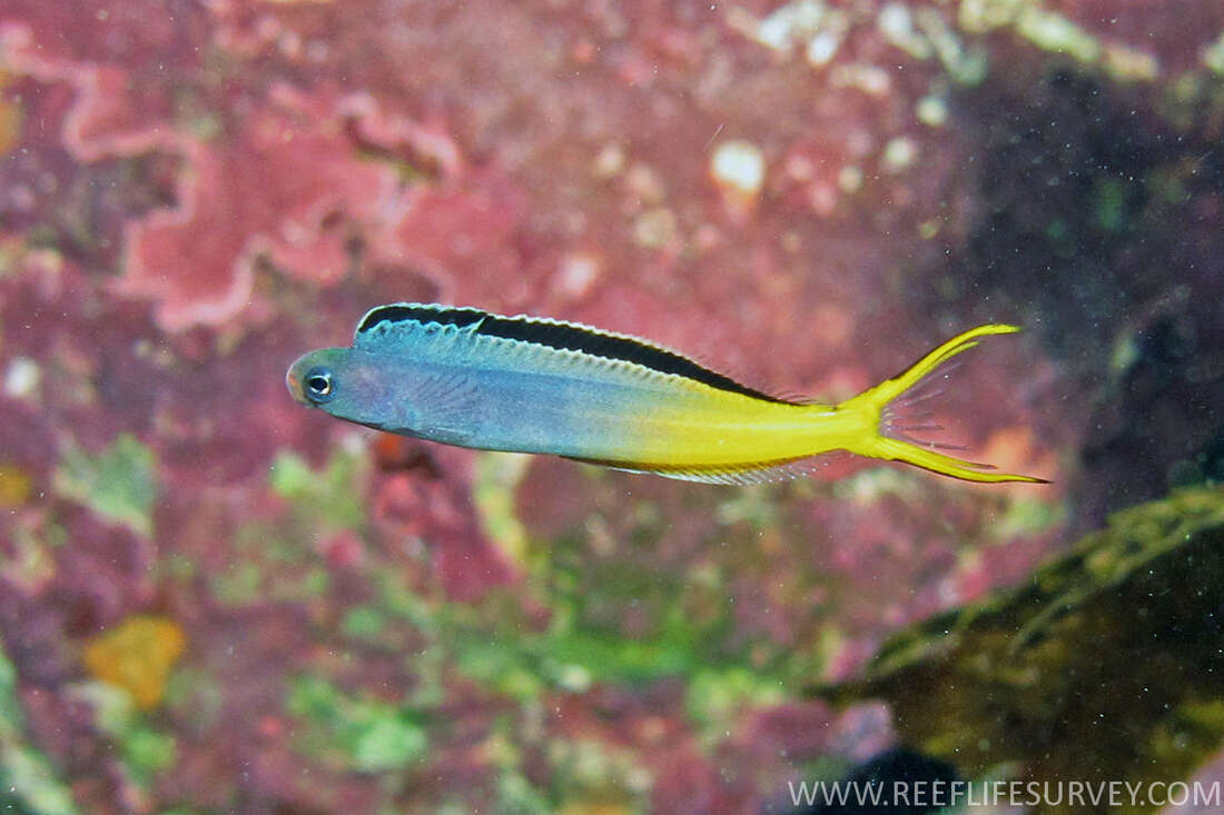 Image of Bicolor fangblenny