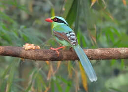 Image of Common Green Magpie