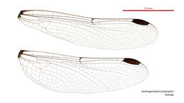 Austrogomphus praeruptus resmi