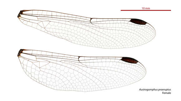 Image of Austrogomphus praeruptus