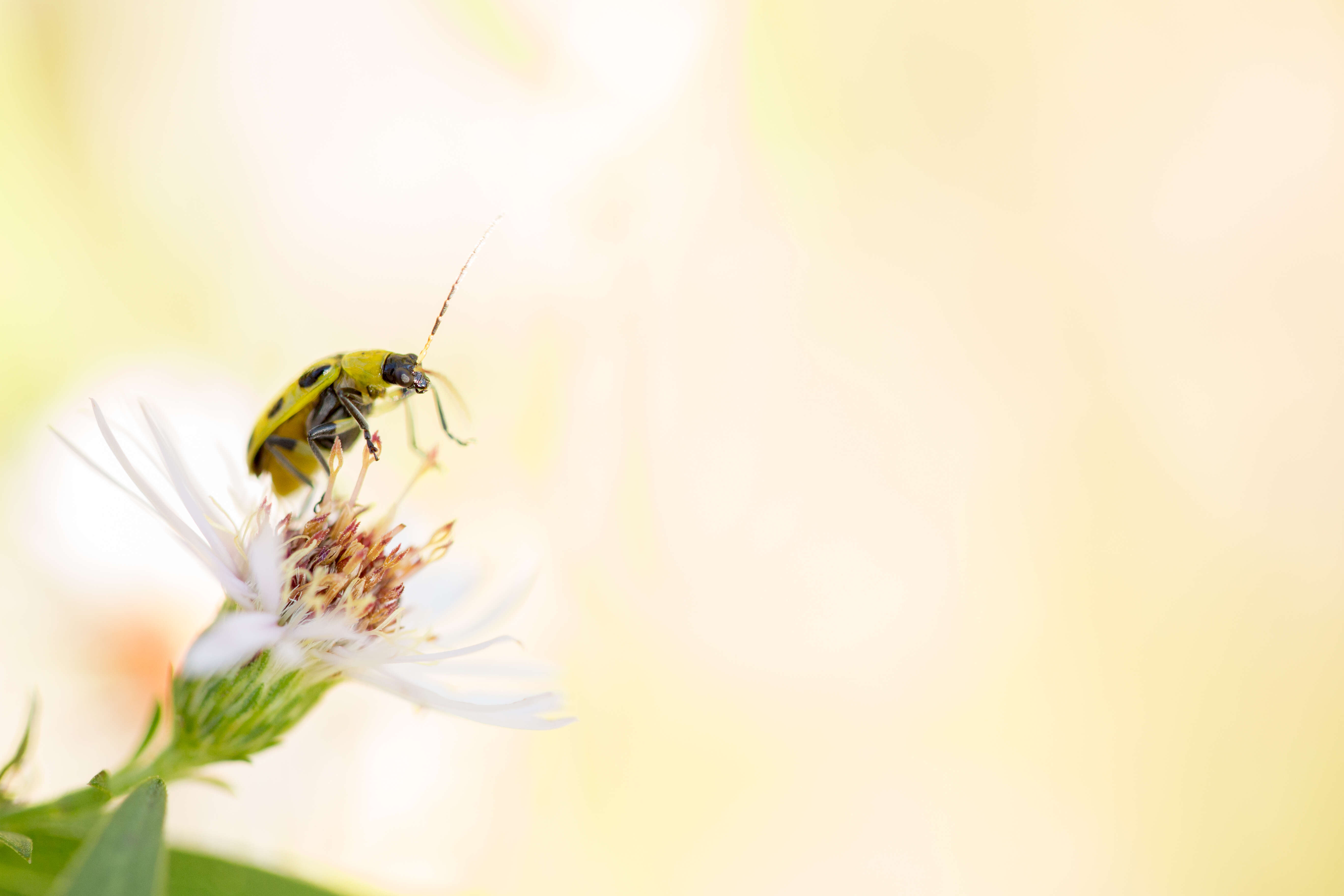 Image of Spotted Cucumber Beetle