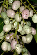 Image of Protorhus longifolia (Bernh.) Engl.