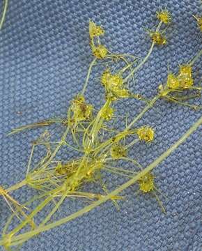 Image of Slimy-fruited Stonewort