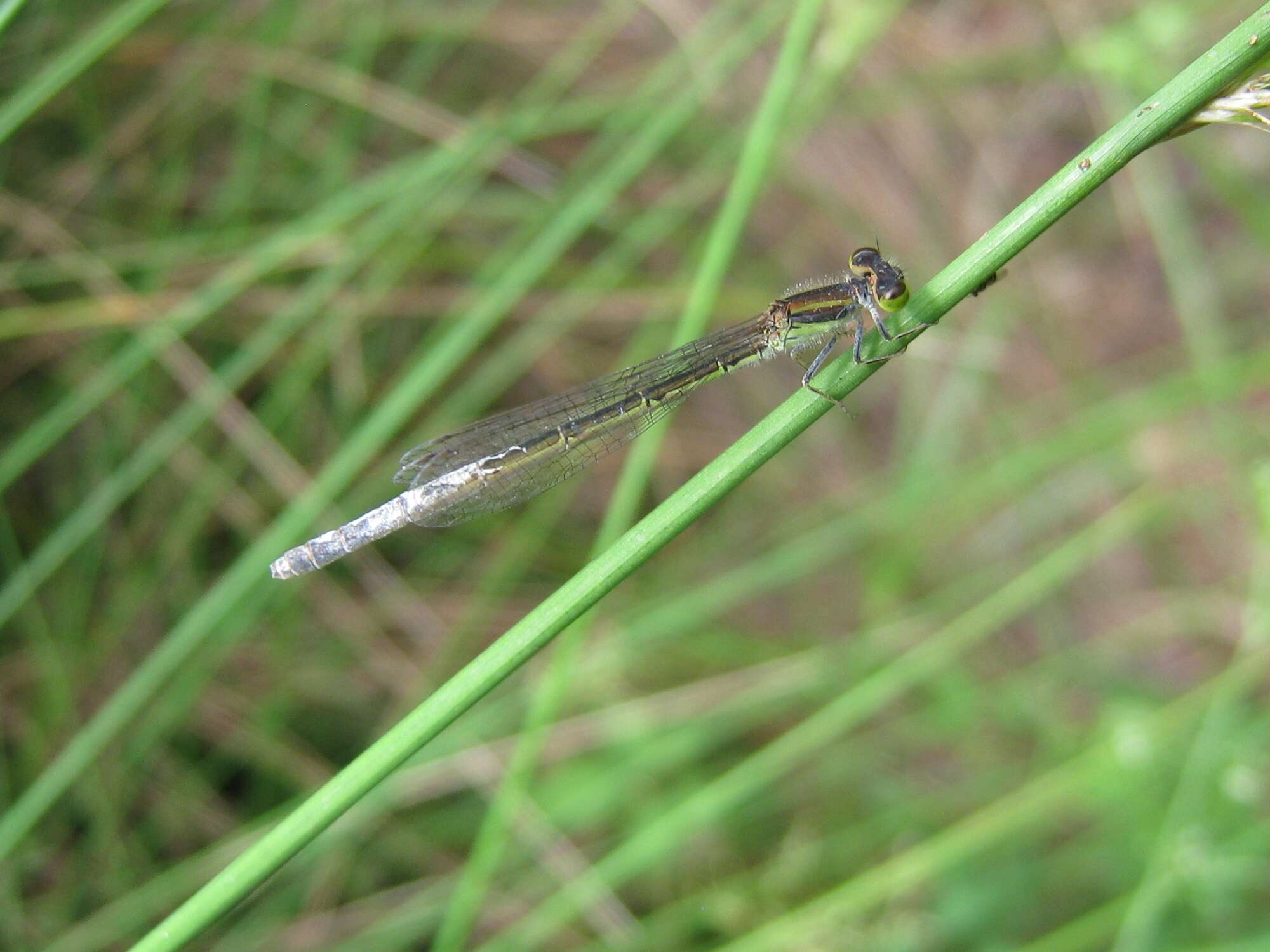 Image of Rhadinosticta simplex (Martin 1901)