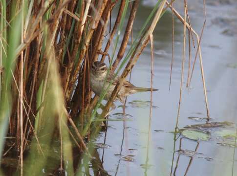 Image of Sedge Warbler