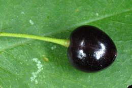 Image of Mahaleb cherry
