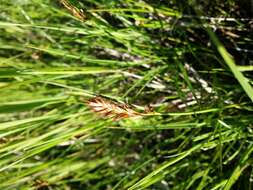 Image of Flat-sedge