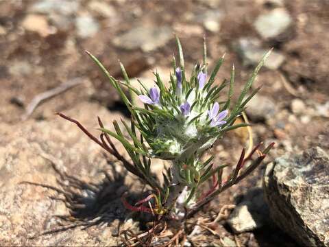 Image de Eriastrum abramsii (Elmer) Mason