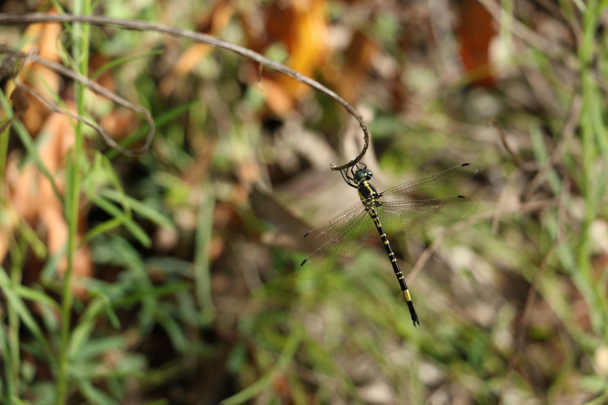 Image of Parasynthemis regina (Selys 1874)