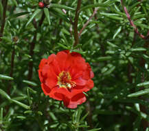 Image of Moss-rose Purslane