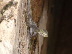 Image of Common agama