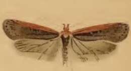 Image of Depressaria pimpinellae Zeller 1839