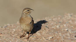 Image of Lark-like Bunting