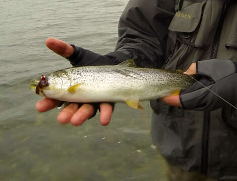 Image of Oncorhynchus clarkii clarkii