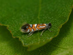 Image of Phyllonorycter lautella (Zeller 1846)