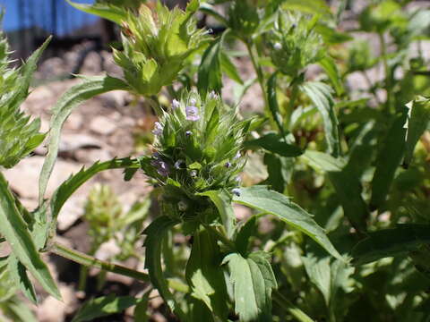 Image de dracocéphale à petite fleur