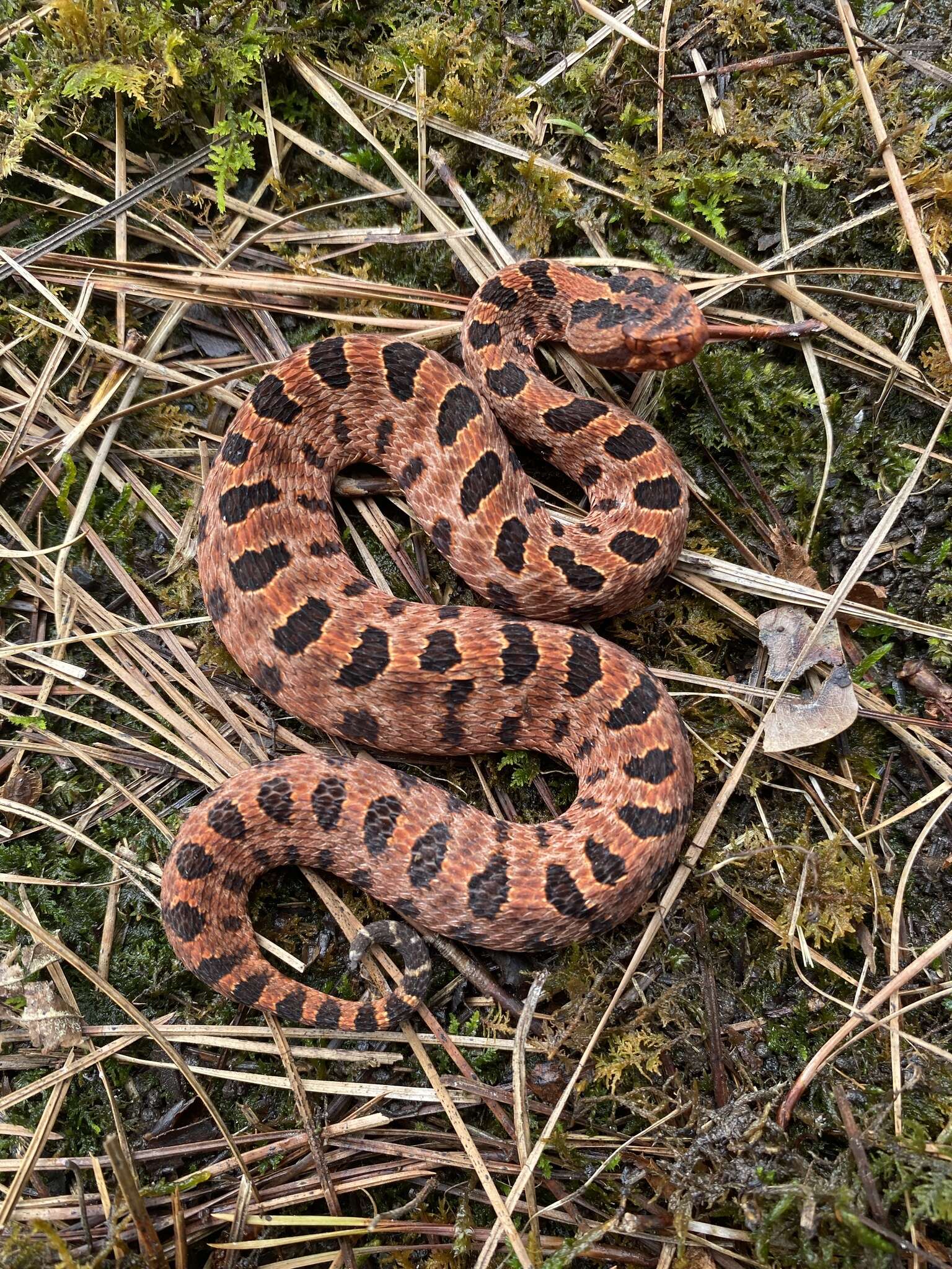 Image of Pygmy Rattlesnake