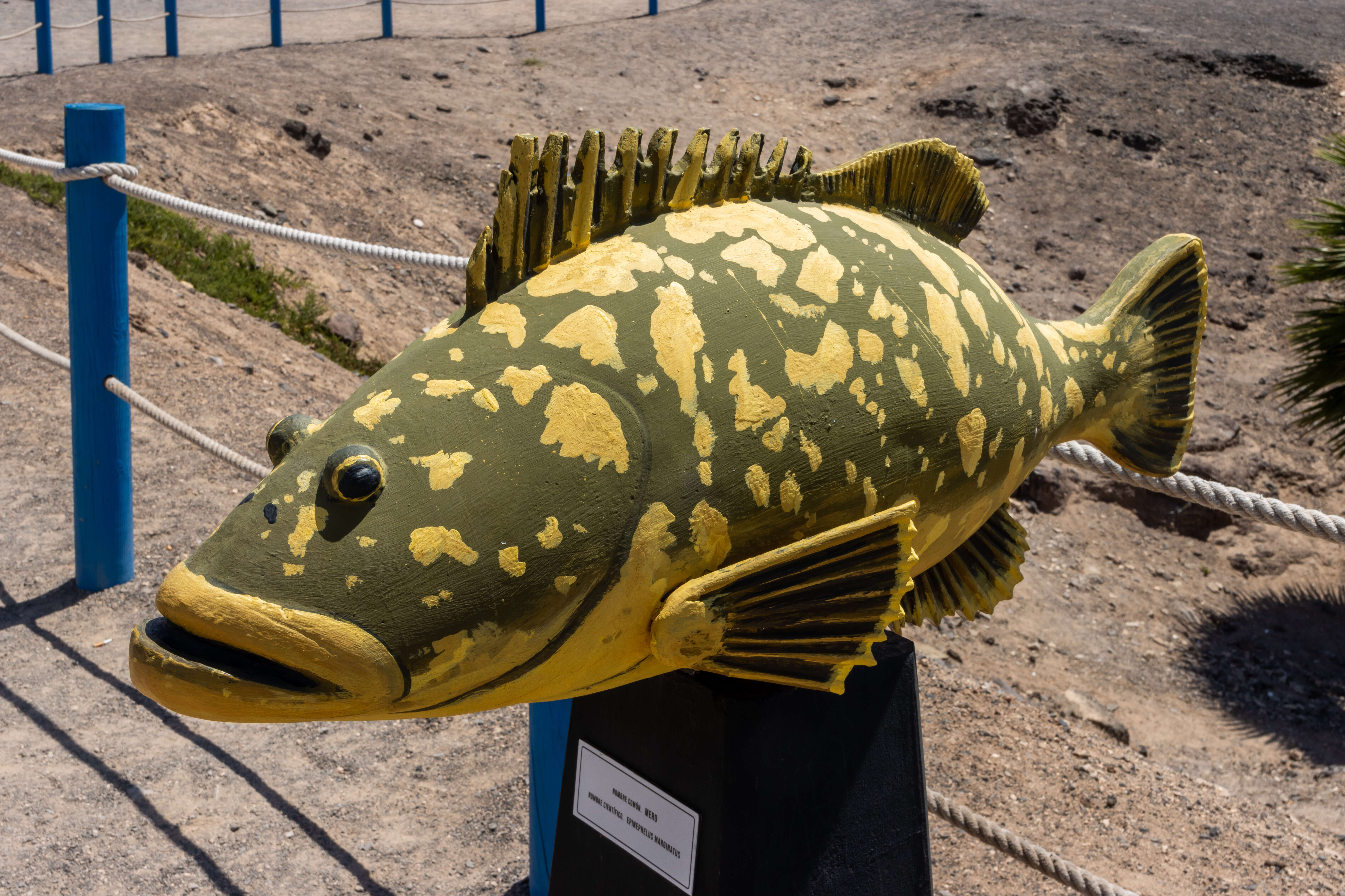 Image of Dusky Grouper