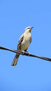 Image of Chilean Mockingbird