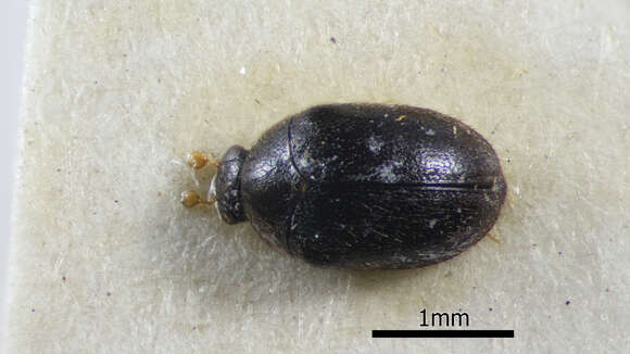 Image of Orphinus funestus