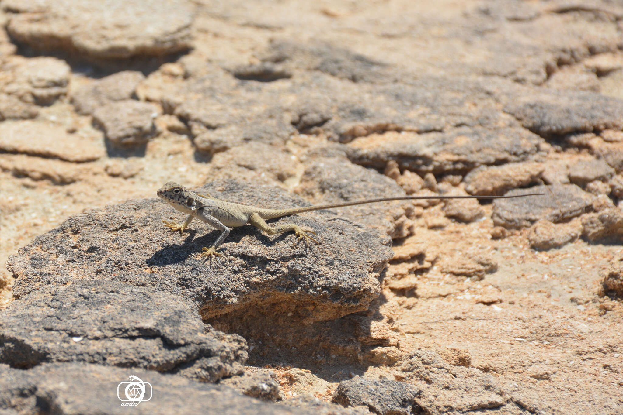 Image of Black agama