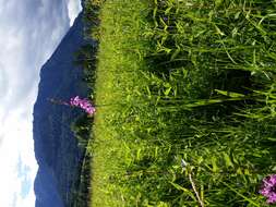 Image of Turkish Marsh Gladiolus