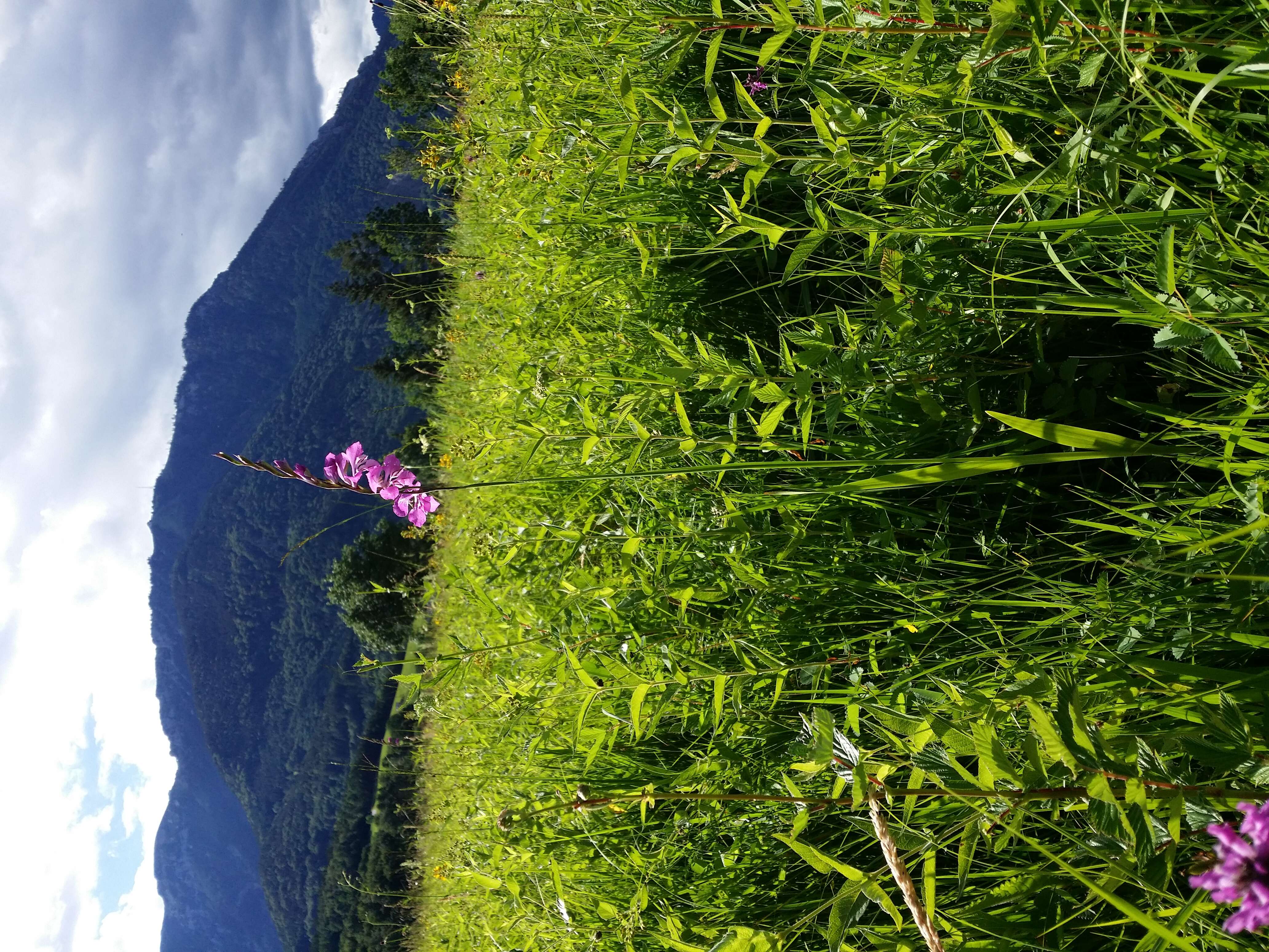 Imagem de Gladiolus imbricatus L.