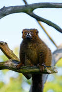 Image of Red-bellied Lemur