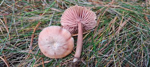 Image of Laccaria laccata (Scop.) Cooke 1884