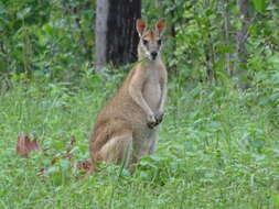 Image of Agile Wallaby