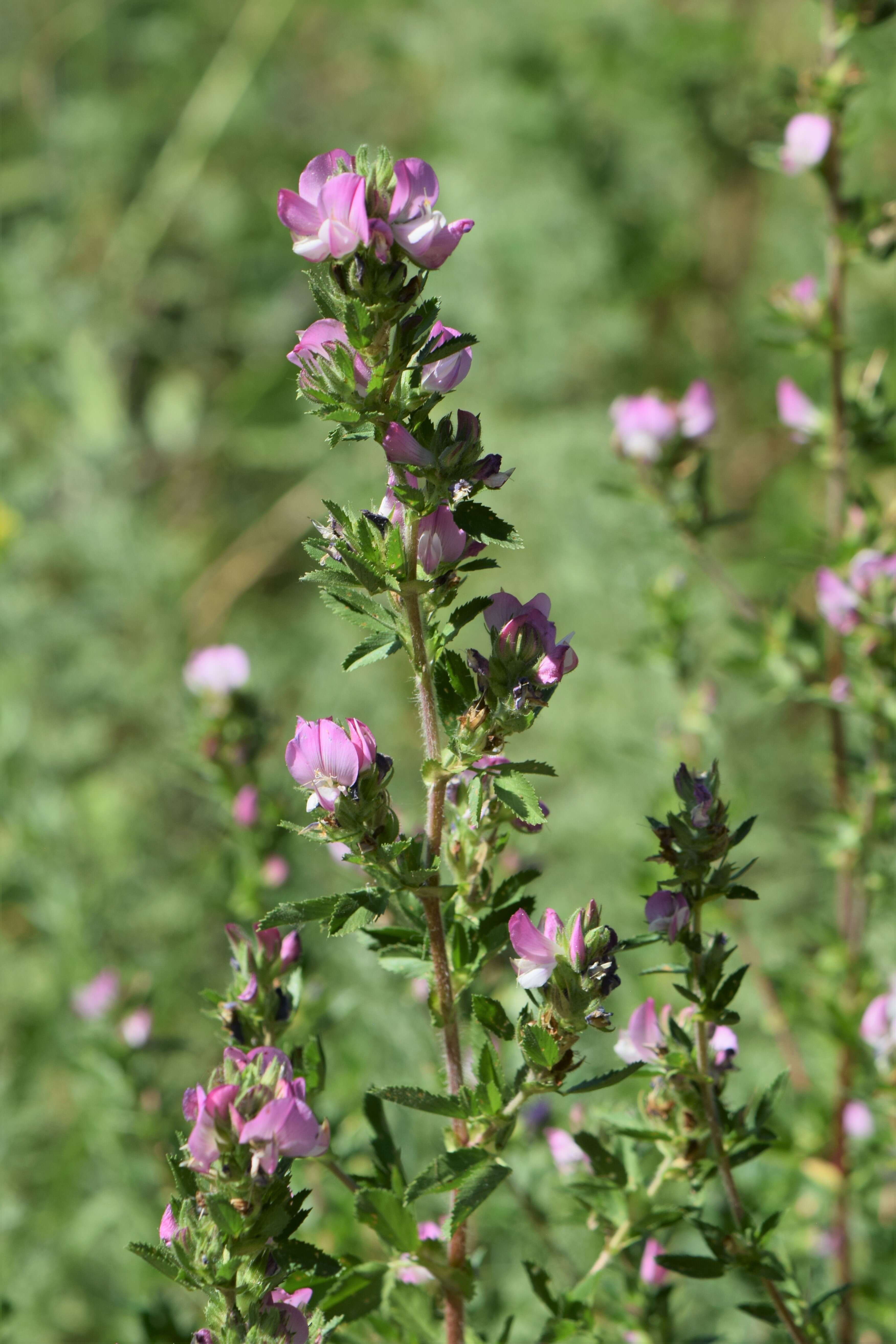 Plancia ëd Ononis spinosa subsp. hircina (Jacq.) Gams