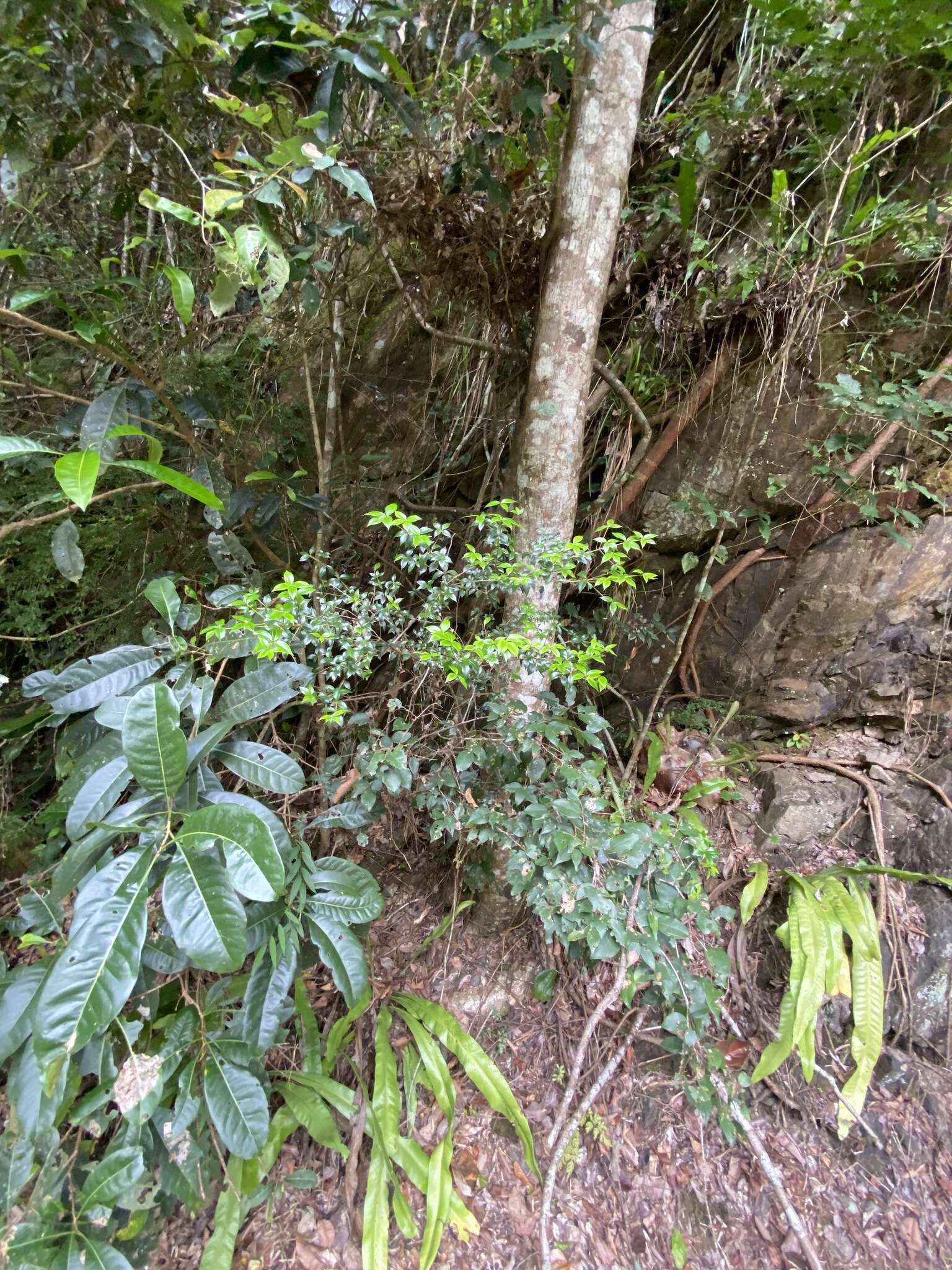 Image of Chain Fruit