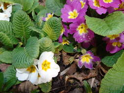 Image of Primrose