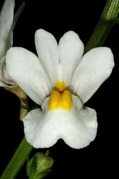 Image of Nemesia linearis Vent.