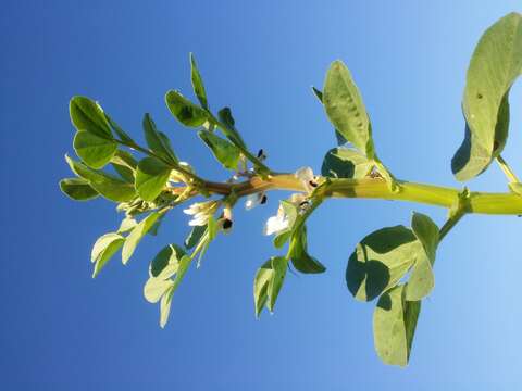 Image of Broad Bean