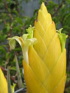 Image of Tillandsia lotteae H. Hrom. ex Rauh