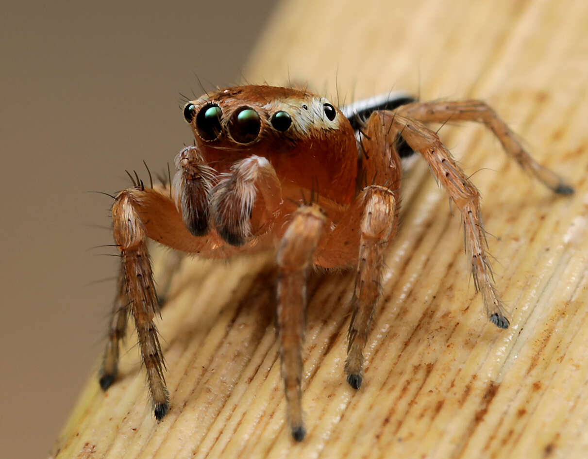 Image of Evarcha striolata Wesolowska & Haddad 2009