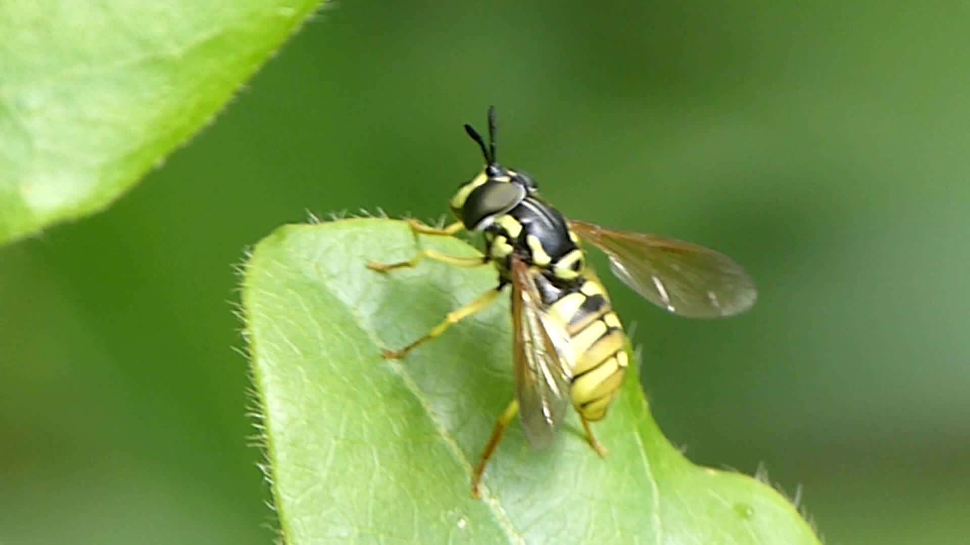 Image de Chrysotoxum verralli Collin 1940