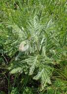 Image of Oriental poppy