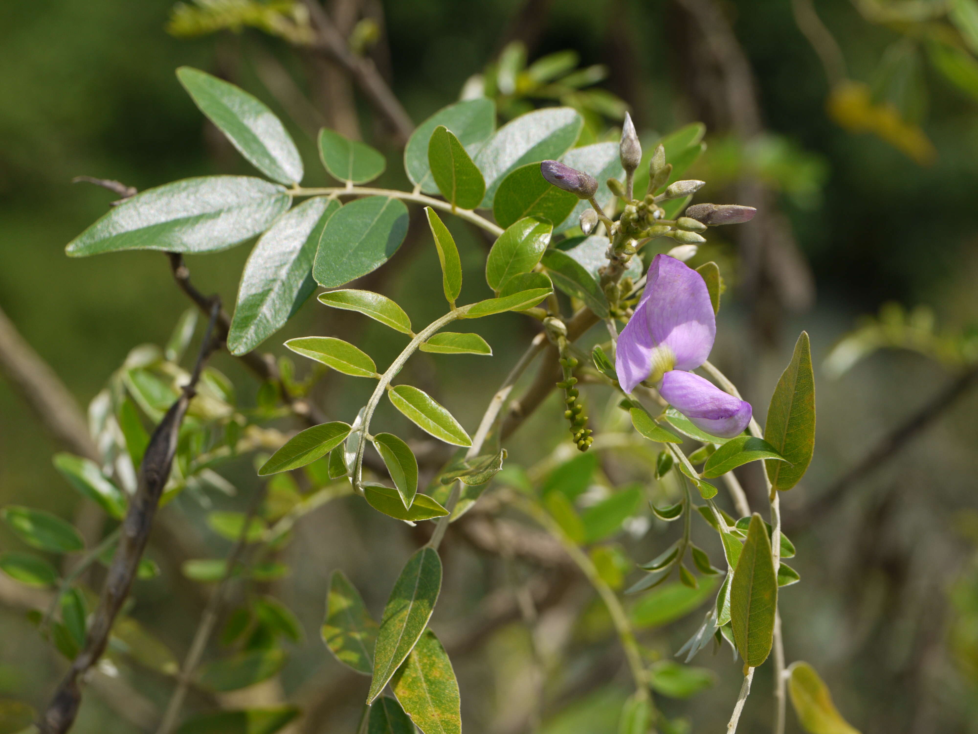 Image of Cork bush