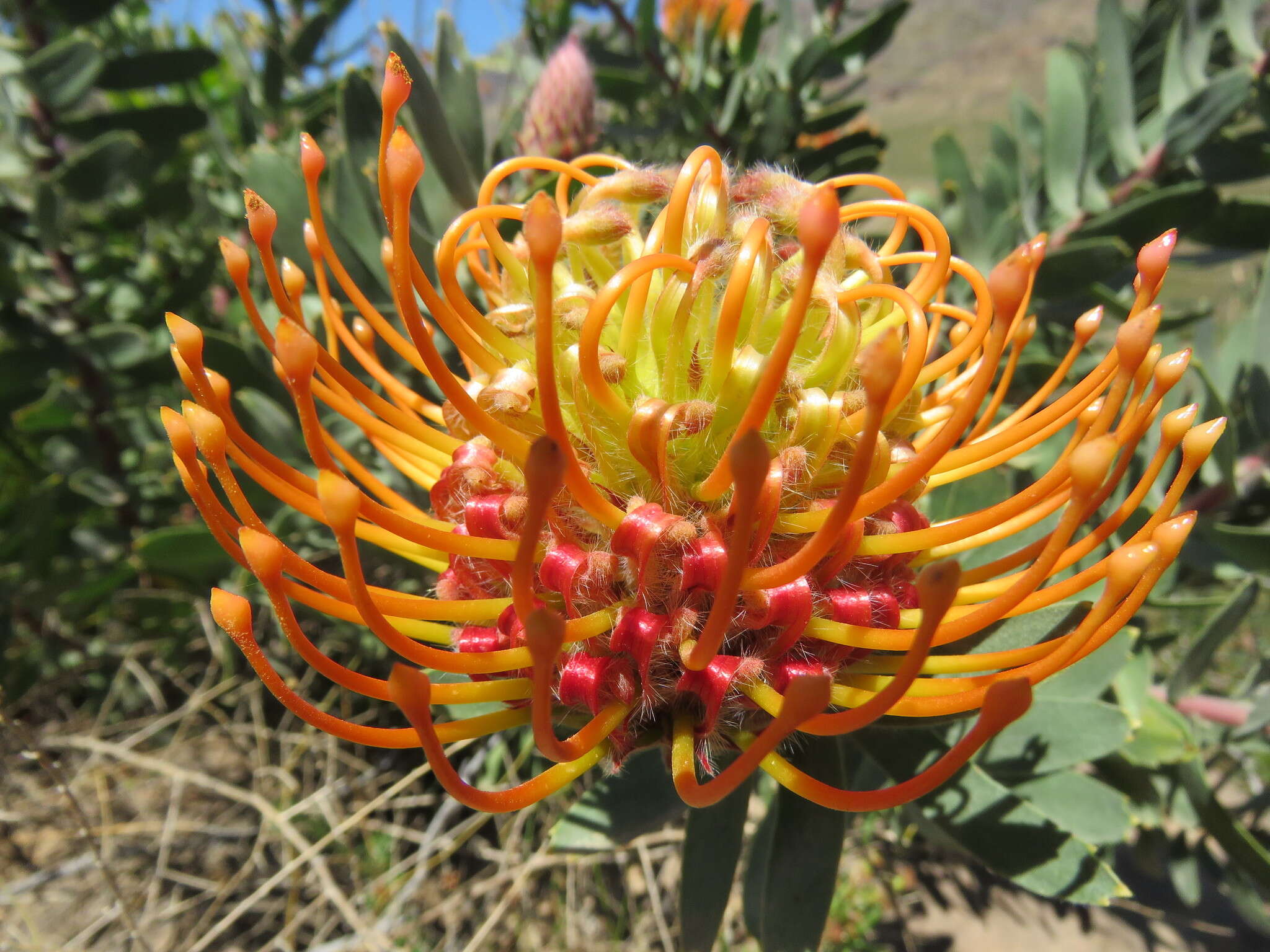 Imagem de Leucospermum vestitum (Lam.) Rourke